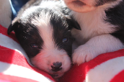 Les chiots de Berger Australien