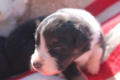 Les chiots de Berger Australien