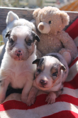 Les chiots de Berger Australien