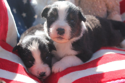 Les chiots de Berger Australien