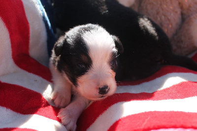 Les chiots de Berger Australien