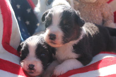 Les chiots de Berger Australien