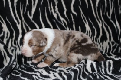 Les chiots de Berger Australien