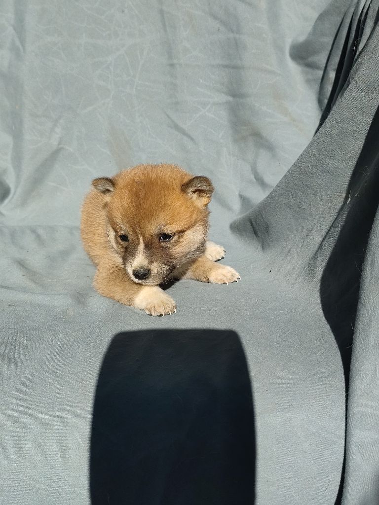 CHIOT 1 - Shiba