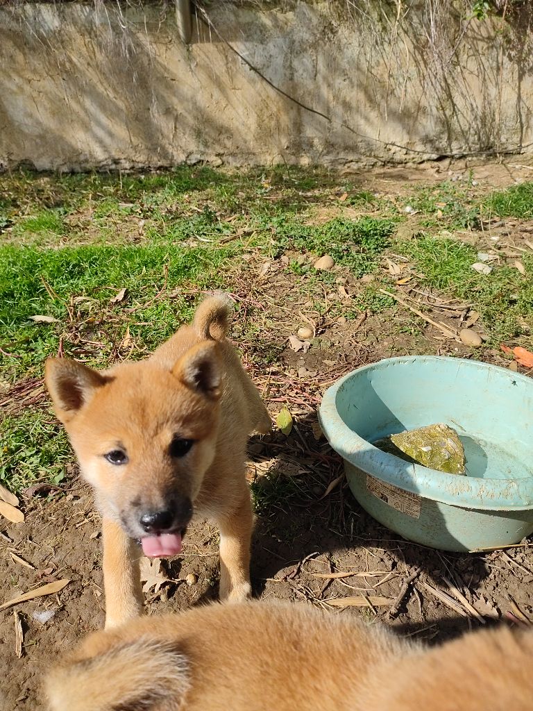 CHIOT 2 - Shiba