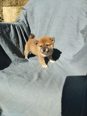 Les chiots de Shiba