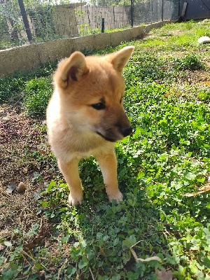 Les chiots de Shiba