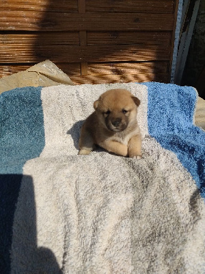 Les chiots de Shiba