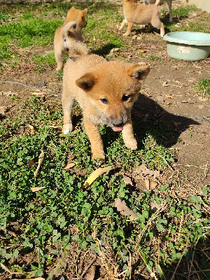 Les chiots de Shiba