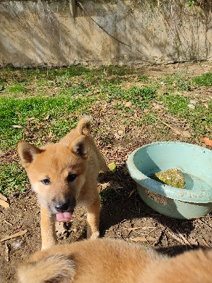 Les chiots de Shiba