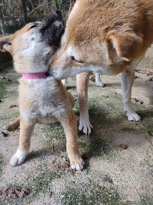 Les chiots de Shiba