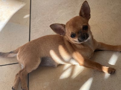 Les chiots de Chihuahua