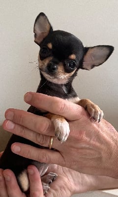 Les chiots de Chihuahua