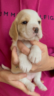 Les chiots de Beagle