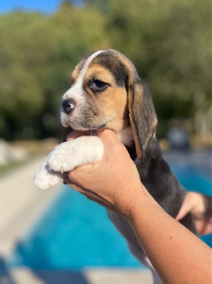 Les chiots de Beagle