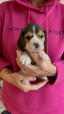 Les chiots de Beagle