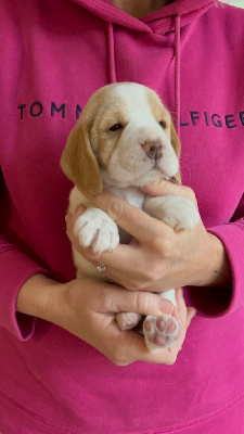 Les chiots de Beagle