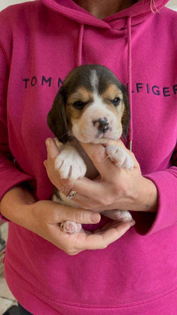 CHIOT 5 - Beagle