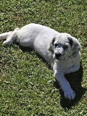 Les chiots de Setter Anglais