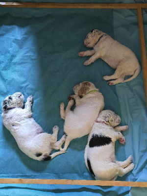 Les chiots de Setter Anglais