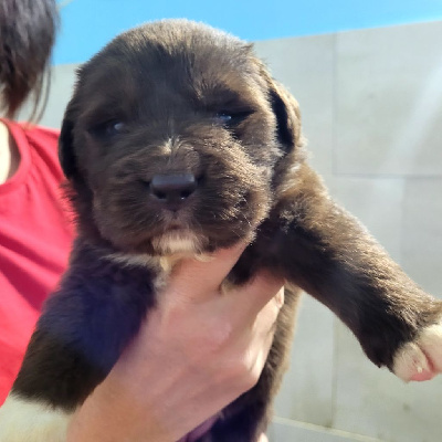 Les chiots de Terre-neuve