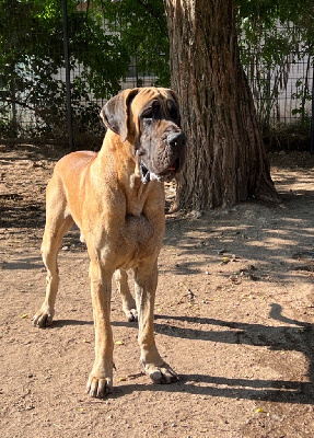 Les chiots de Dogue allemand