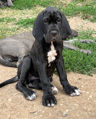 Les chiots de Dogue allemand