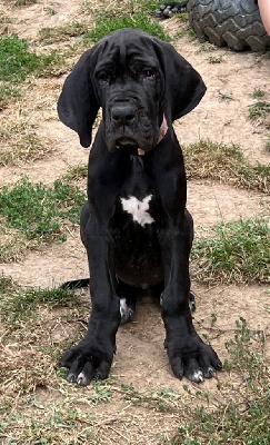 Les chiots de Dogue allemand