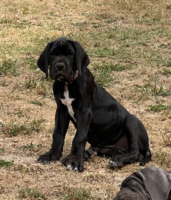 Les chiots de Dogue allemand