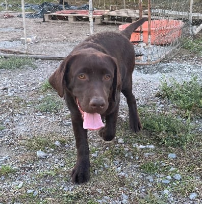 Les chiots de Labrador Retriever