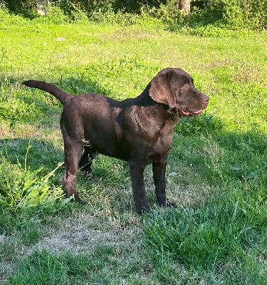 Les chiots de Labrador Retriever