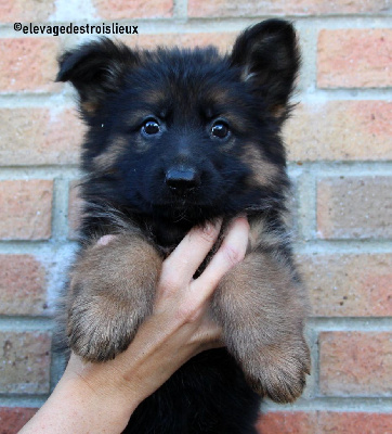 Les chiots de Berger Allemand