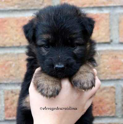 Les chiots de Berger Allemand