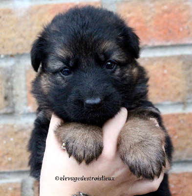 Les chiots de Berger Allemand