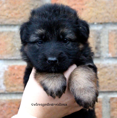 Les chiots de Berger Allemand