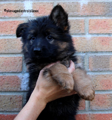 Les chiots de Berger Allemand