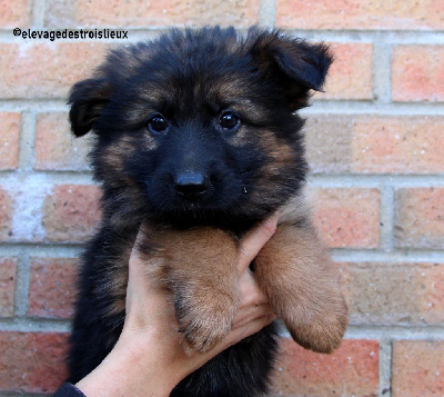 Les chiots de Berger Allemand