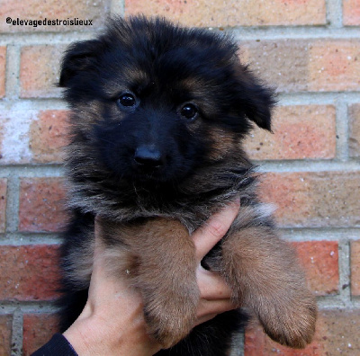 Les chiots de Berger Allemand