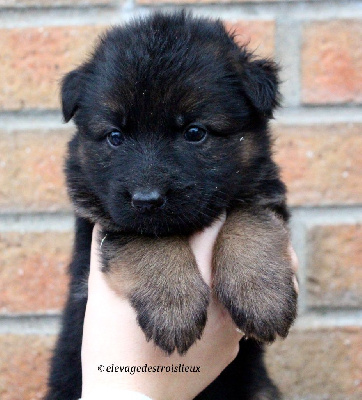 Les chiots de Berger Allemand