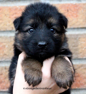 Les chiots de Berger Allemand