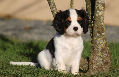 Les chiots de Cavalier King Charles Spaniel