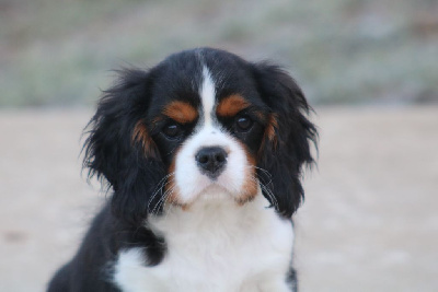 Les chiots de Cavalier King Charles Spaniel