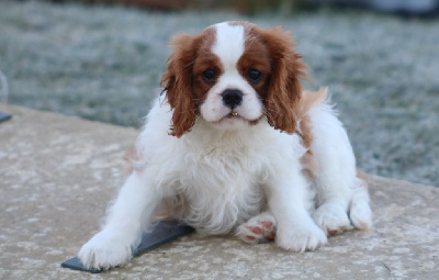 Les chiots de Cavalier King Charles Spaniel