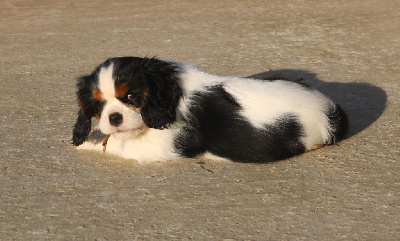 Les chiots de Cavalier King Charles Spaniel