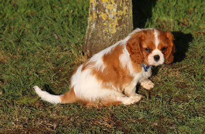 Les chiots de Cavalier King Charles Spaniel