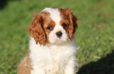 Les chiots de Cavalier King Charles Spaniel