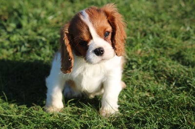 Les chiots de Cavalier King Charles Spaniel