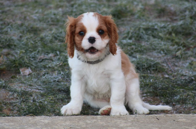 Les chiots de Cavalier King Charles Spaniel