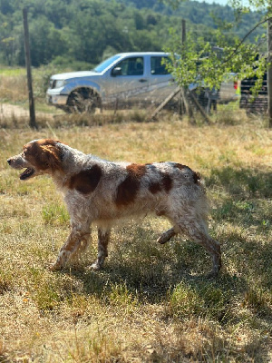 Étalon Epagneul Breton - Mustang Du Hameau De L'hirondelle