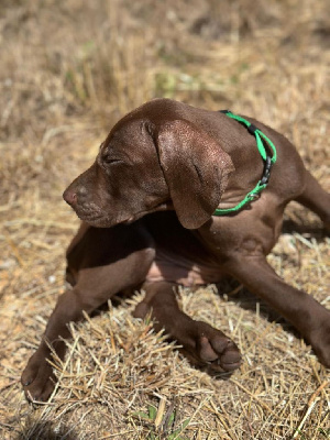 Les chiots de Braque allemand à poil court